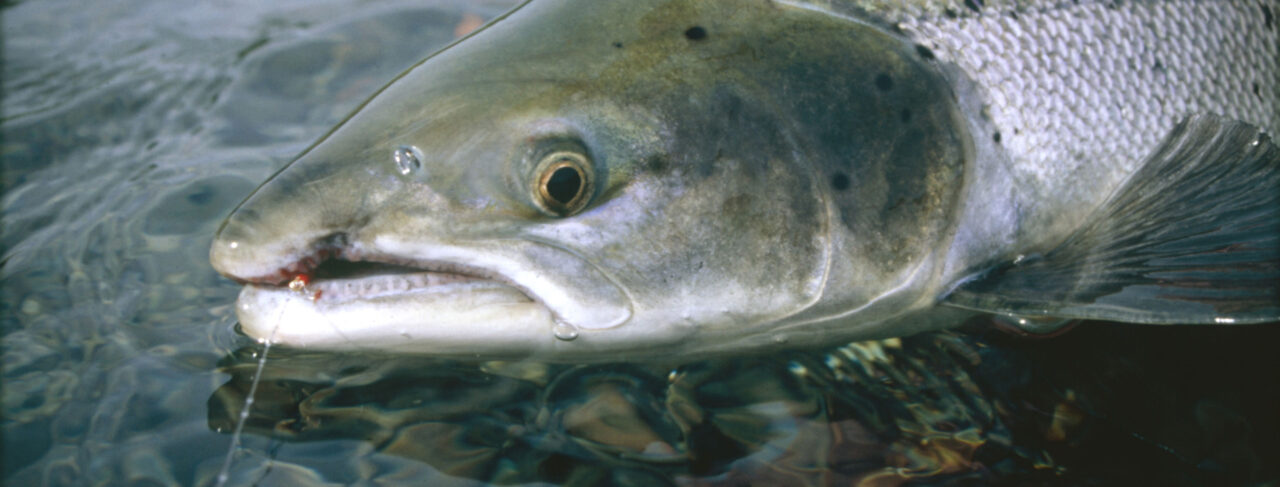 Fishing - Europe - Iceland - West Ranga