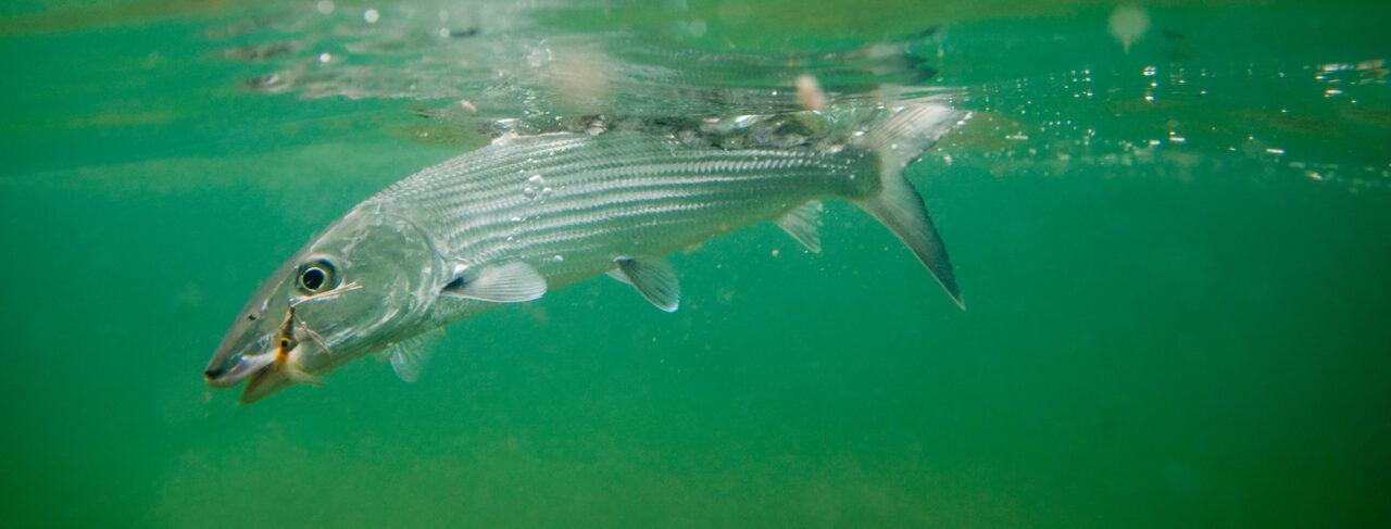 Fishing - Central & South America - Belize - El Pescador Lodge