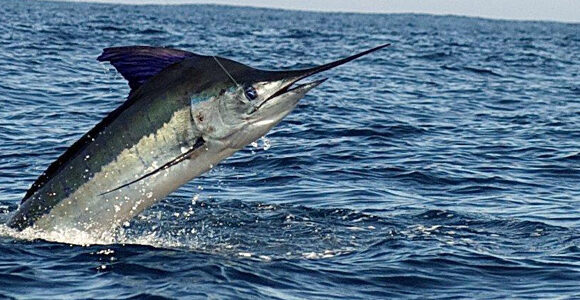 Robson Green of Extreme Fishing visits our favourite Cabo San Lucas, Mexico