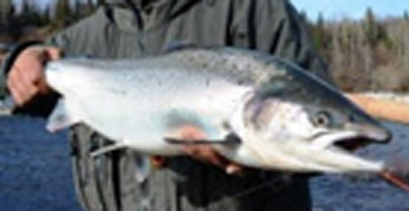 Varzuga Blog Now Live !