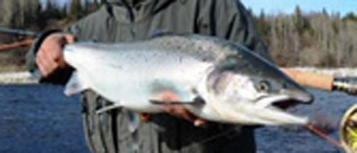 Varzuga Blog Now Live !