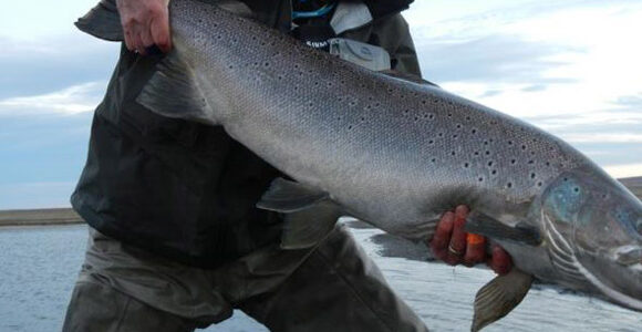 Low water but a whopping 32lber in TDF