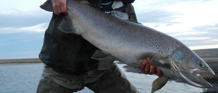 Low water but a whopping 32lber in TDF