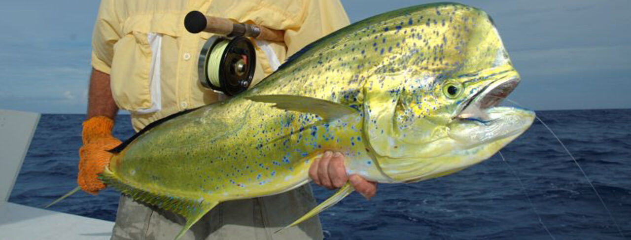 Fishing - Caribbean - Bahamas - H20 Bonefishing