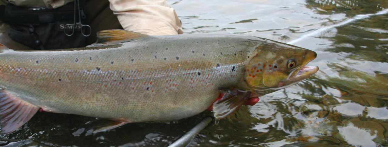 Fishing - North America - Canada - Salmon Lodge