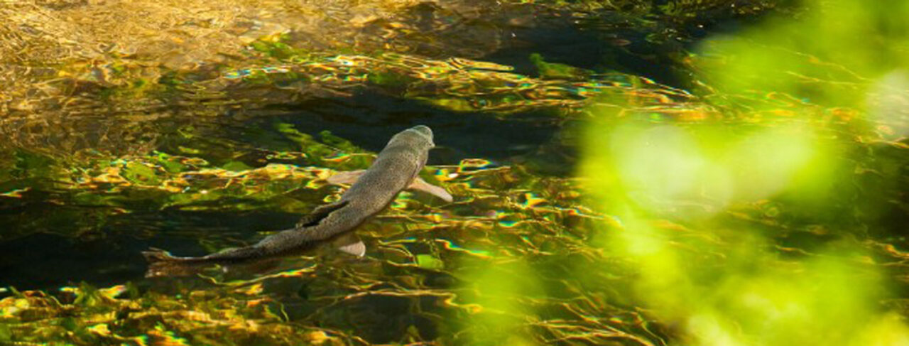 Fishing - Central & South America - Argentina - Hosteria San Huberto Trout