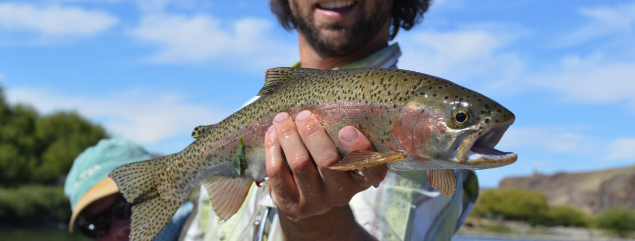 Fishing - Central & South America - Argentina - Tipiliuke Trout