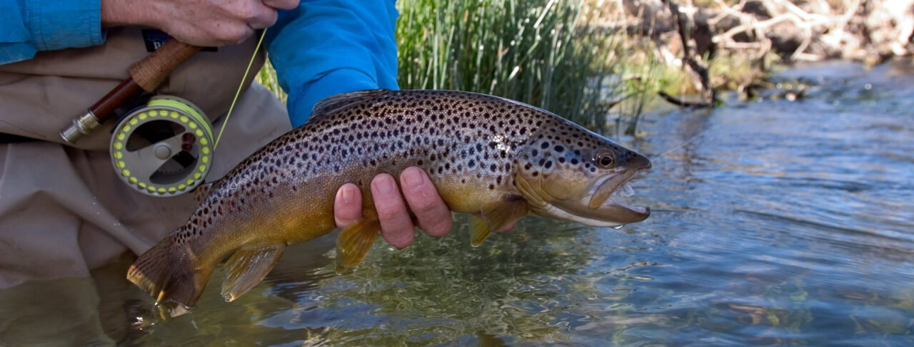 Fishing - Central & South America - Argentina - Hosteria San Huberto Trout