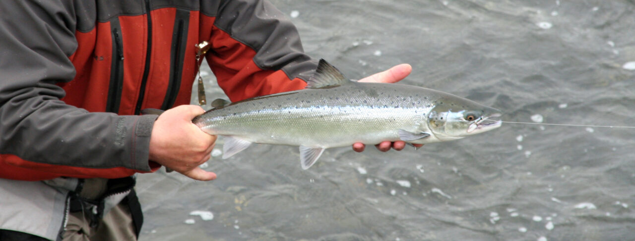 Fishing - Europe - Iceland - Midfjardara