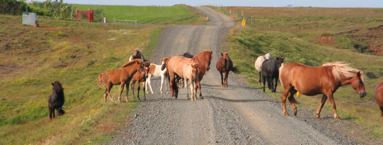Fishing - Europe - Iceland - Vididalsa