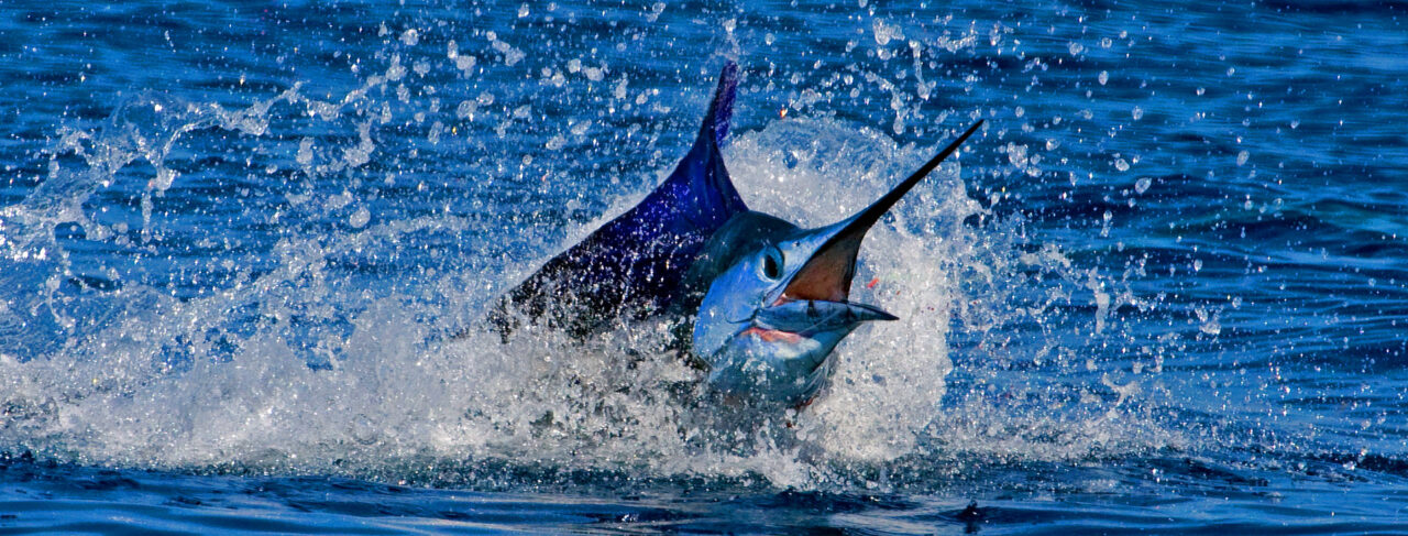 Fishing - Central & South America - Guatemala - Pacific Fins Lodge