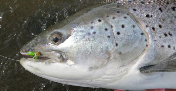 Tierra del Fuego 2014 season report