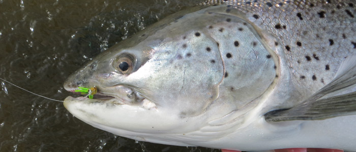 Tierra del Fuego 2014 season report