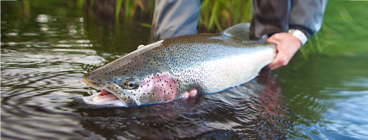 Fishing - North America - Usa - Alaska Mission Lodge