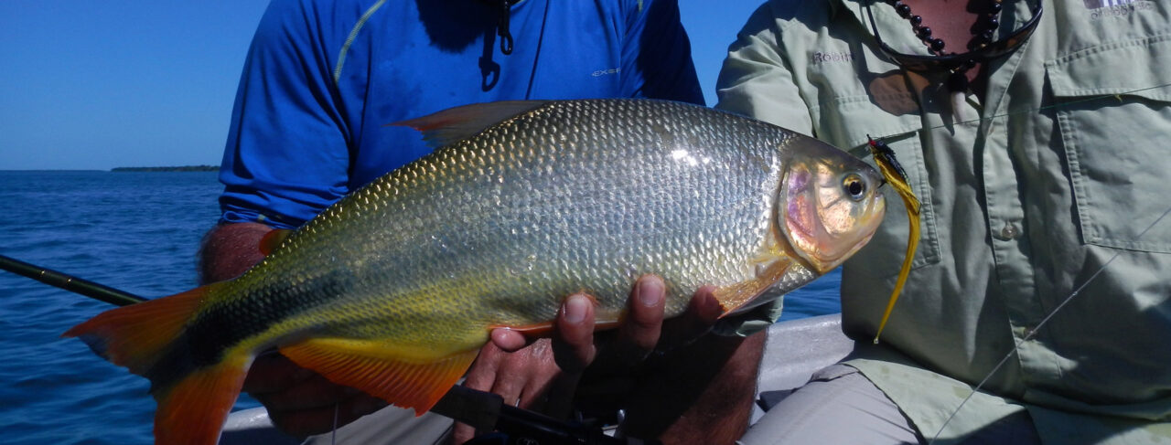 Fishing - Central & South America - Argentina - Amokagny Dorado
