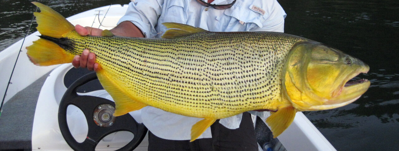 Fishing - Central & South America - Argentina - Amokagny Dorado