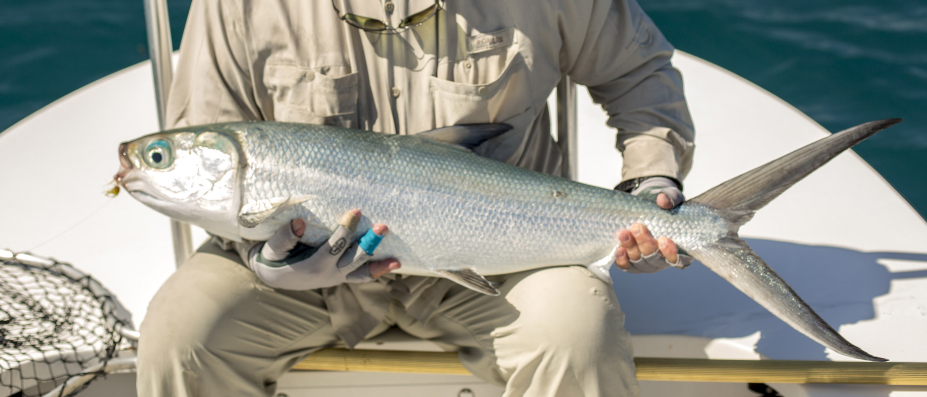 Milkfish continue to impress at Alphonse