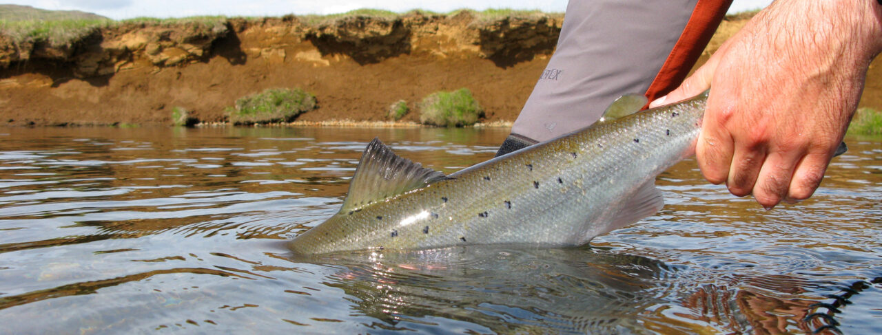 Fishing - Europe - Iceland - Grimsa