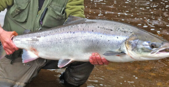 Last minute deal on prime grilse dates