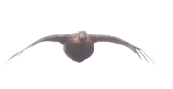 The Gift of Grouse - a new initiative