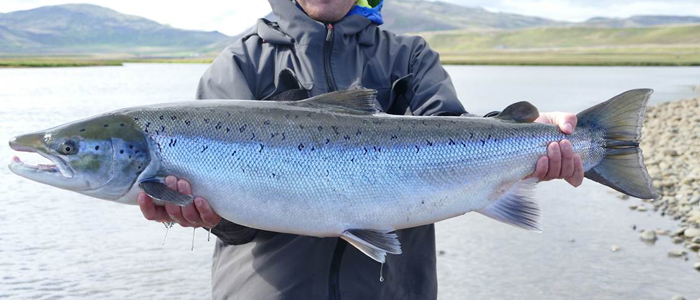 Could this be the perfect salmon?