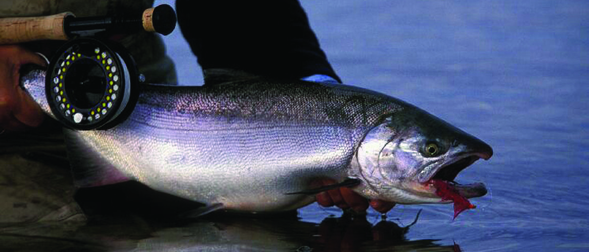 New steelhead footage from Boundary Lodge, British Columbia