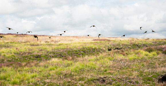 Grouse Prospects 2017