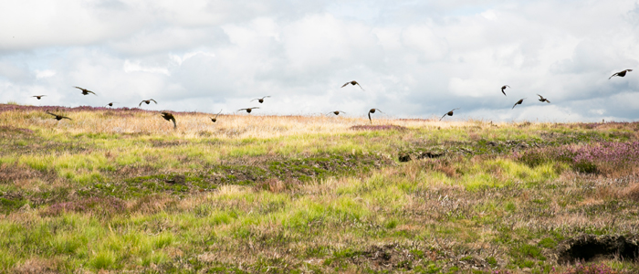 Grouse Prospects 2017