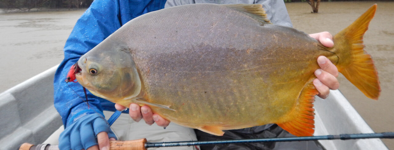 Fishing - Central & South America - Argentina - Amokagny Dorado