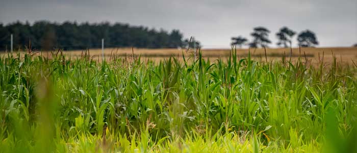 2018- Season Prospects