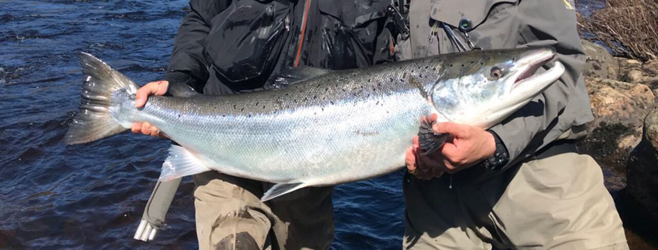 Fishing - Europe - Russia - Gremikha Lower Yokanga