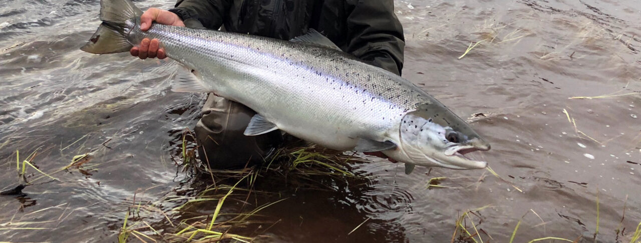 Fishing - Europe - Russia - Gremikha Lower Yokanga