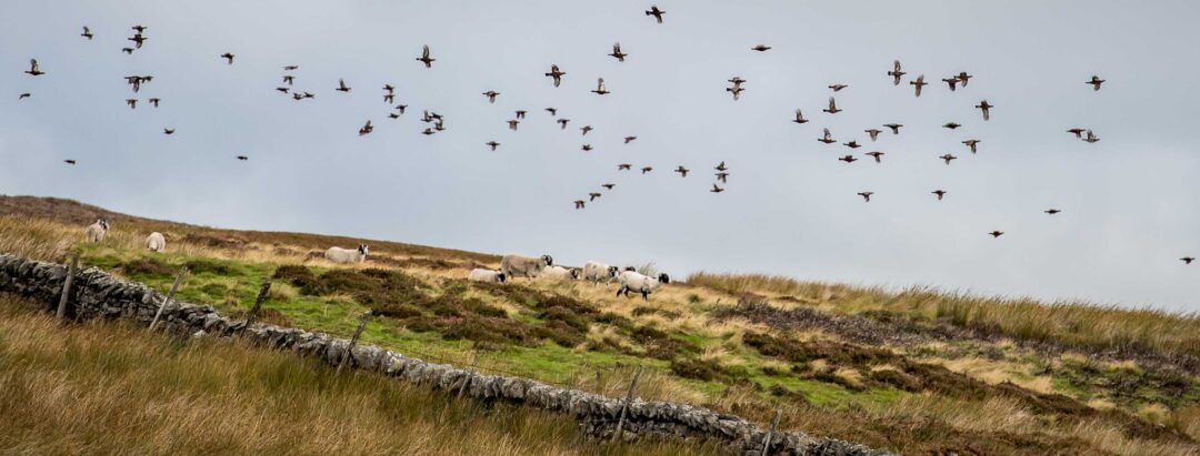 Shooting - Europe - England - Grouse