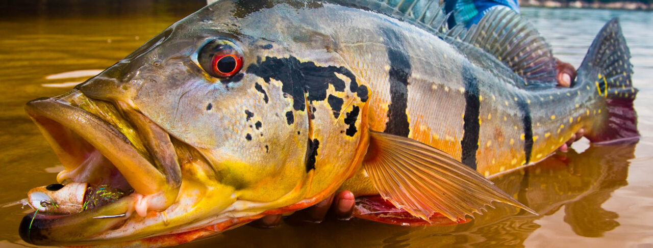 Fishing - Central & South America - Brazil - Rio Marie