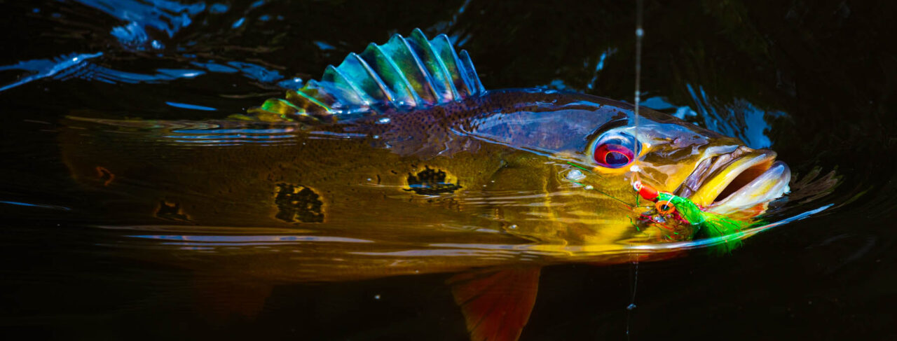 Fishing - Central & South America - Brazil - Rio Marie