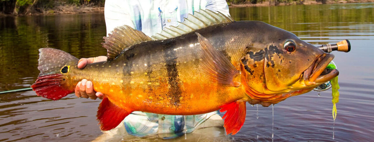 Fishing - Central & South America - Brazil - Rio Marie
