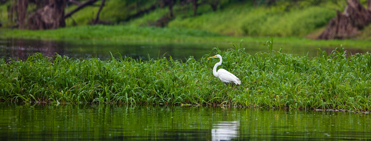 Fishing - Central & South America - Brazil - Pirarucu