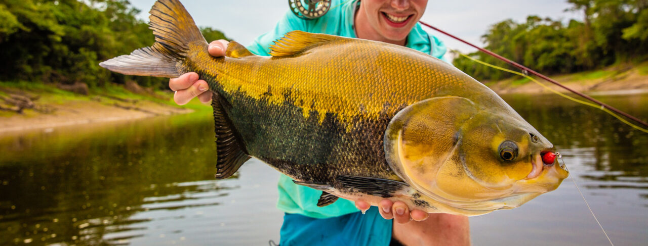 Fishing - Central & South America - Brazil - Pirarucu