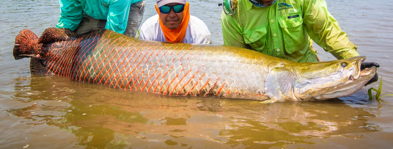 Fishing - Central & South America - Brazil - Pirarucu