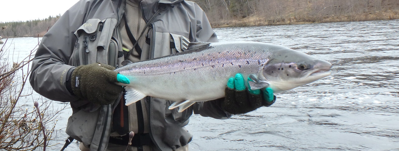 Fishing - Europe - Russia - Lower Varzuga Kitza