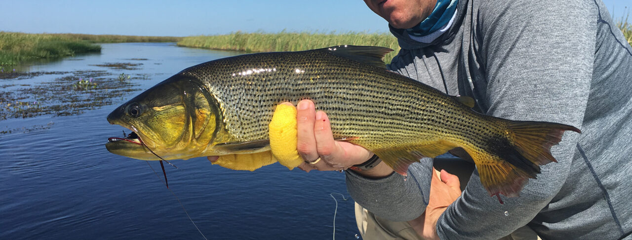 Fishing - Central & South America - Argentina - Pira Lodge Dorado
