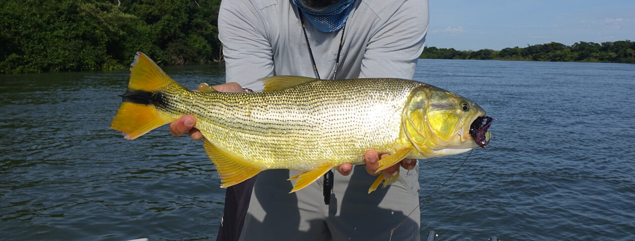 Fishing - Central & South America - Argentina - Suinda Lodge Dorado
