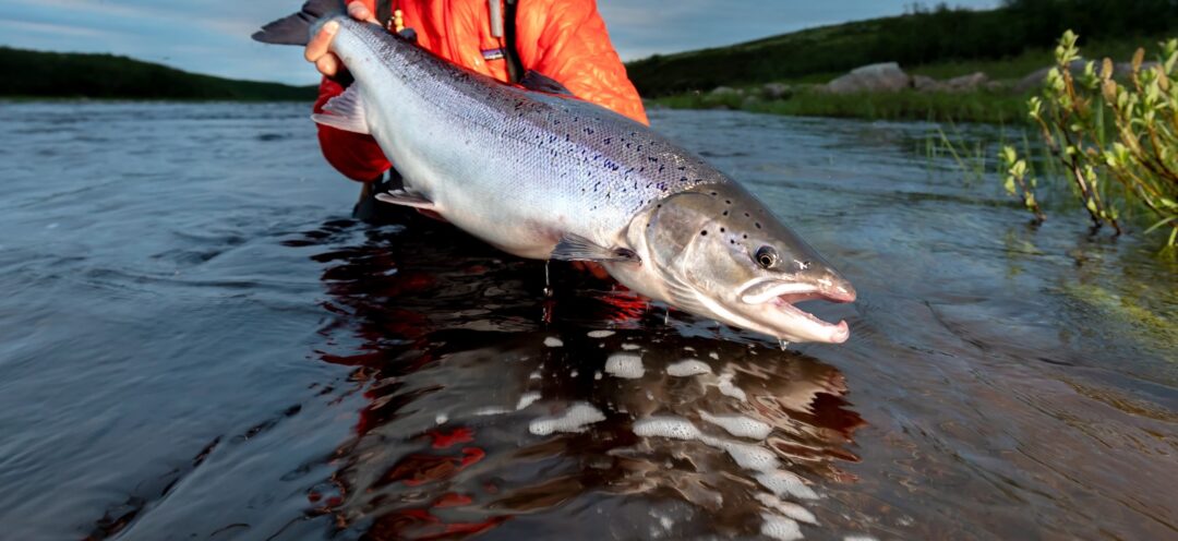 Fishing - Europe - Russia - Yokanga Lodge