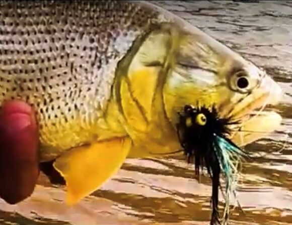 Golden Dorado, Agua Negra, Bolivia
