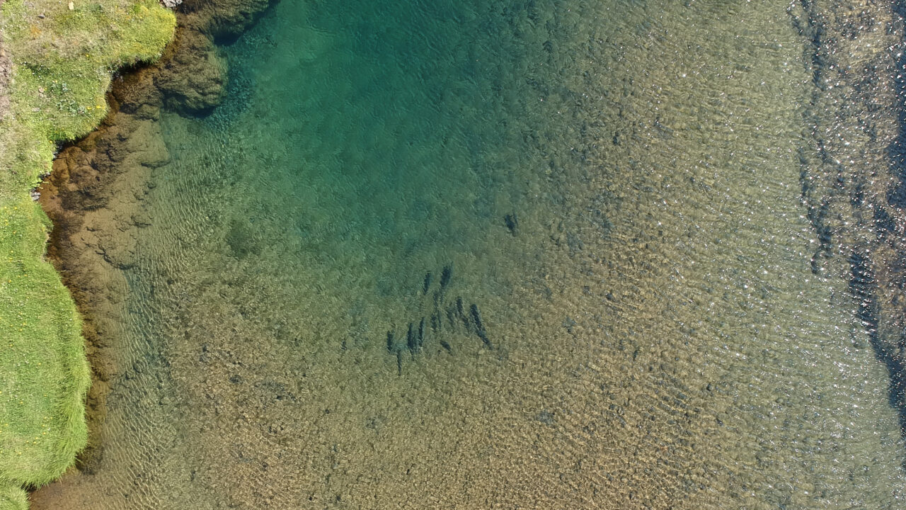 Fishing - Europe - Iceland - Laxa In Kjos