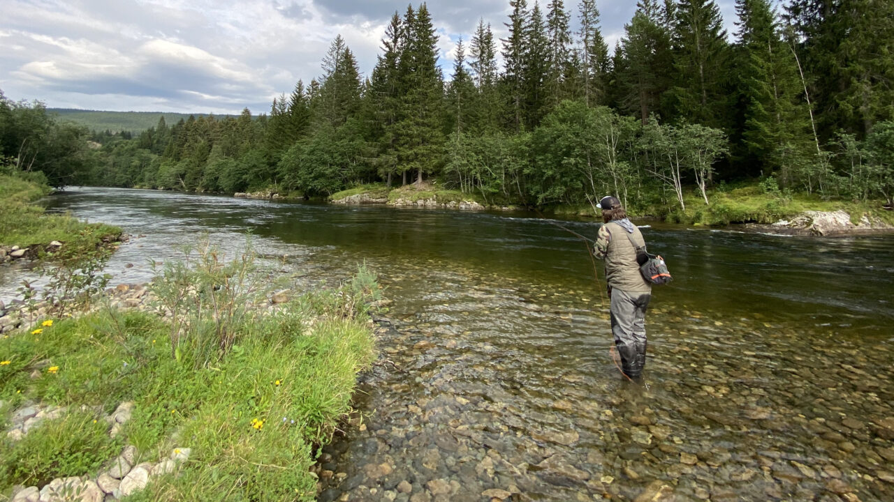 Fishing - Europe - Norway - Orkla