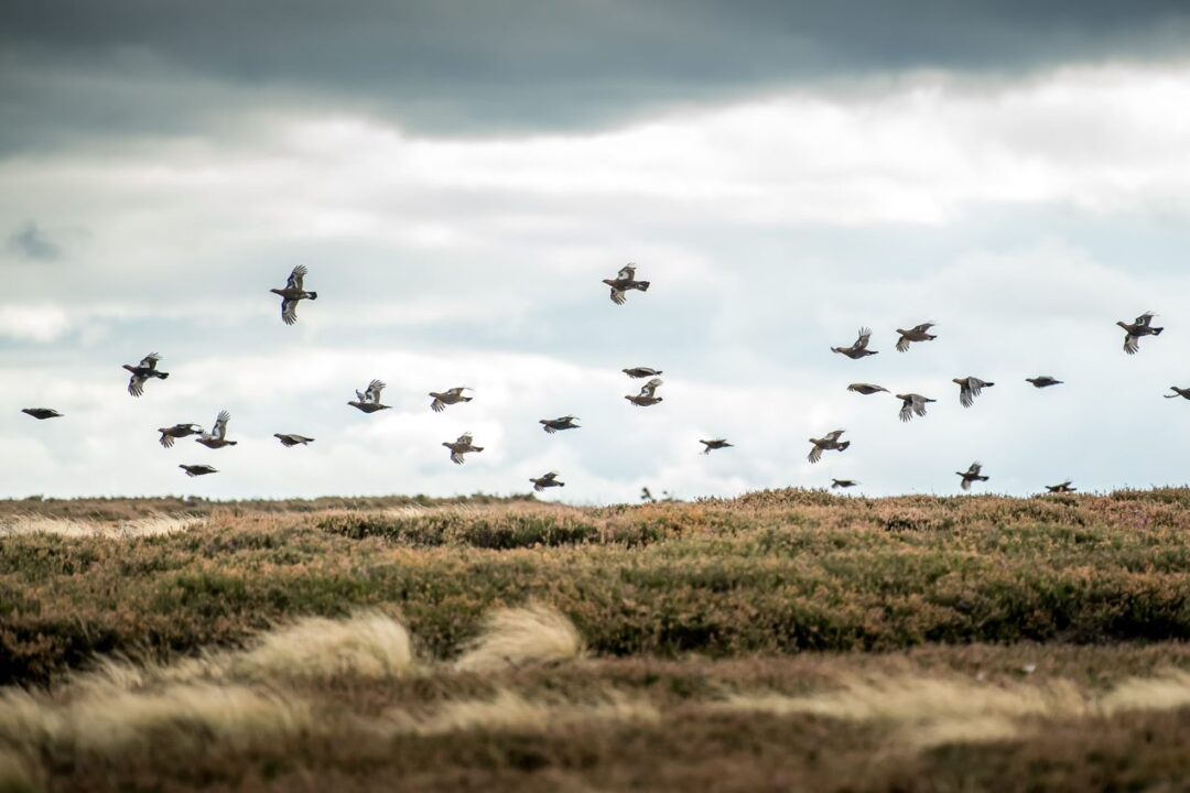 Shooting - Europe - England - Grouse