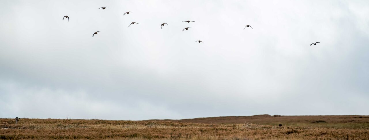 Grouse Shooting Estates
