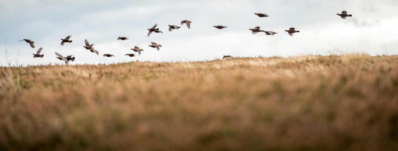 Grouse Shooting Estates