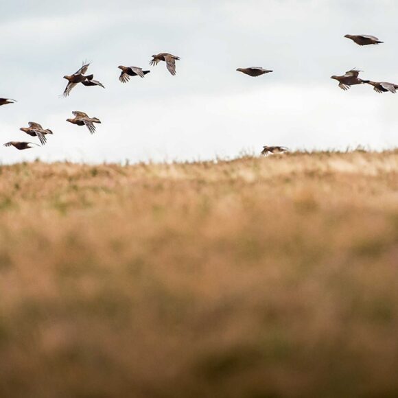 Grouse Shooting Estates